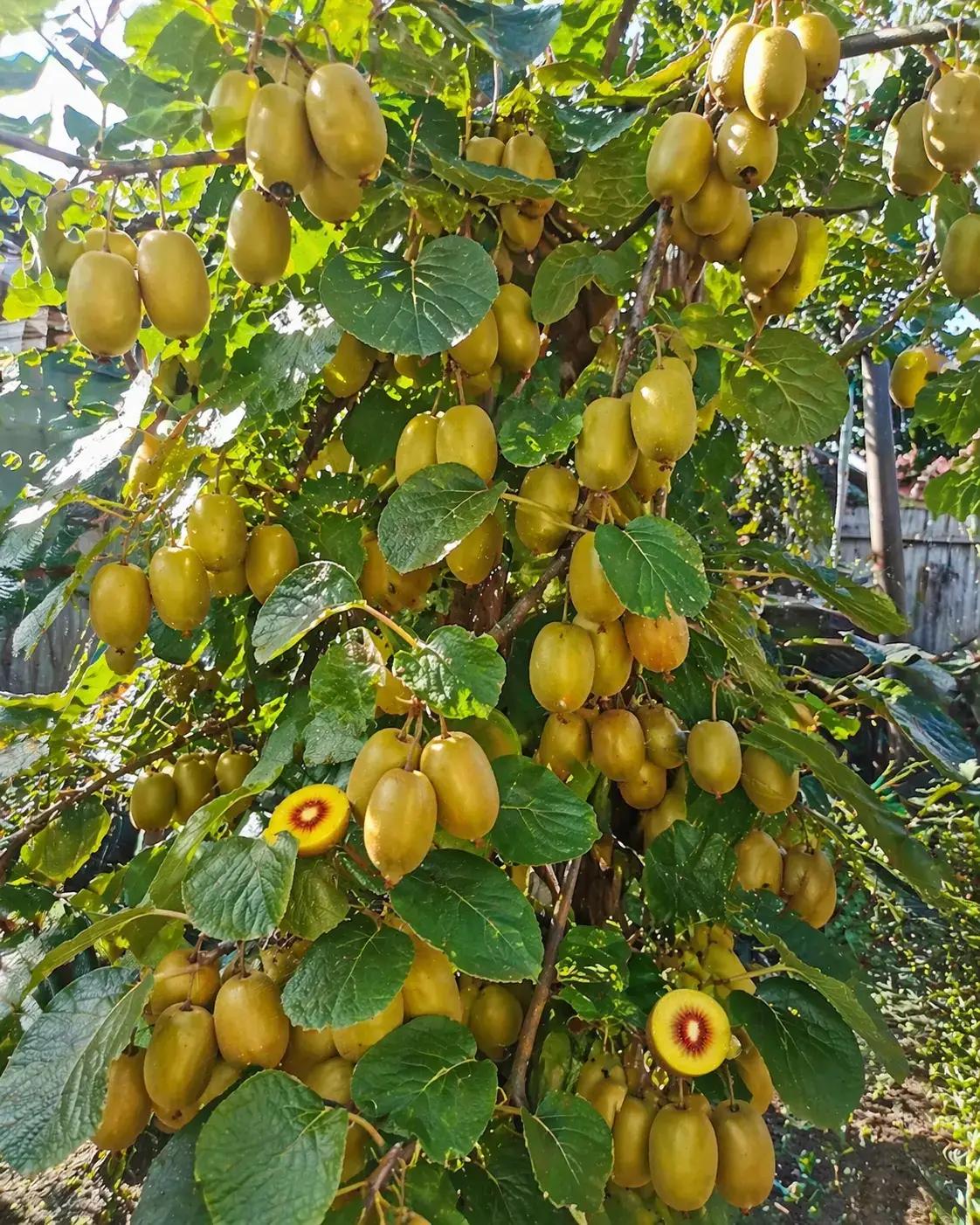 Плоди ківі на рослині