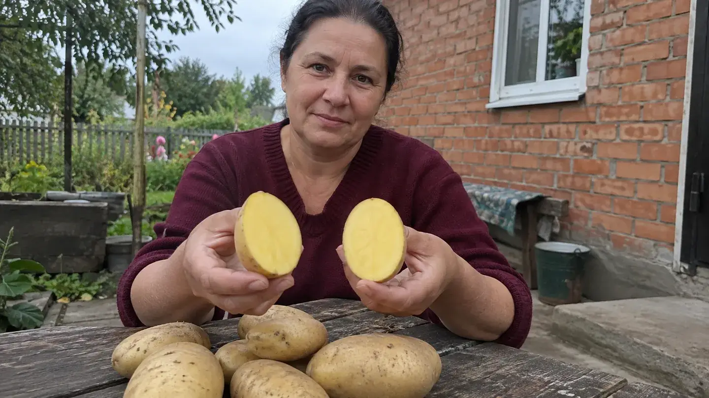 Розріз бульби: яскраво-жовта мякоть